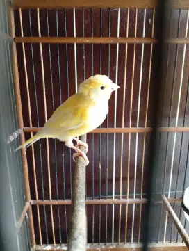 Jual kenari paud