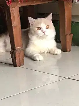 KUCING BSH X BLH