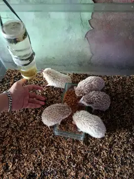 LANDAK MINI, SAWANGAN DEPOK