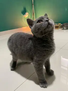 Kitten bsh jantan