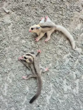 SUGAR GLIDER Mozaic Betina & White Face Betina