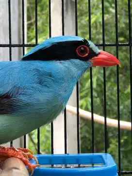 BURUNG JOVIN SUPER GACOR