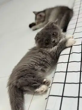 Kitten 2,5 bulan / Kucing Munchkin Gaelic Long Hair Kaos Kaki
