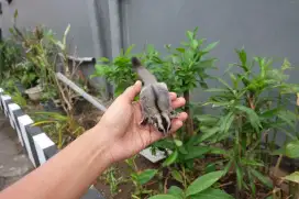 Sugar Glider Classic Grey Betina