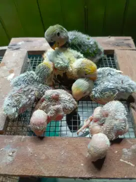 Jual Lolohan Lovebird NK/Non Klep