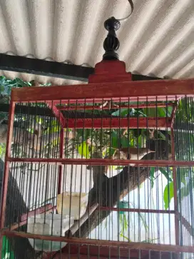 Burung prenjak bawah + kandang