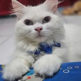 Kucing Himalaya Long Hair