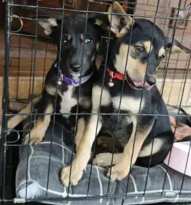 Anak anjing 2 ekor lepas adopsi usia 2 bulan lincah dan rakus