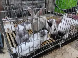 Kelinci Rex Bulu karpet
