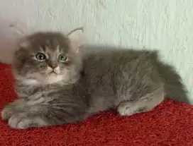 Persia kitten abu-abu