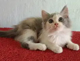 Persia kitten calico dilute