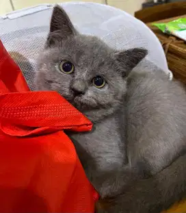 Kitten British Short Hair bsh blue abu