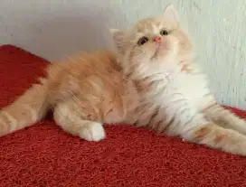 Persia kitten oyen putih