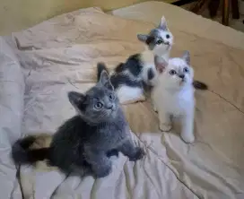 Dijual kitten mix Himalaya & Bsh