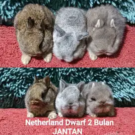 Anakan kelinci Netherland Dwarf/ND usia 2 bulan warna favorite