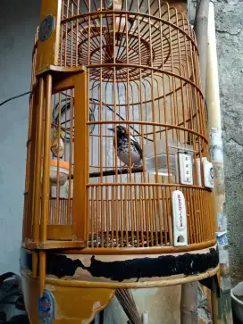 Anis kembang rajin plonk