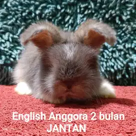 Anakan Kelinci English Anggora Usia 2 Bulan