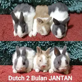 Anakan Kelinci Dutch usia 2 Bulan