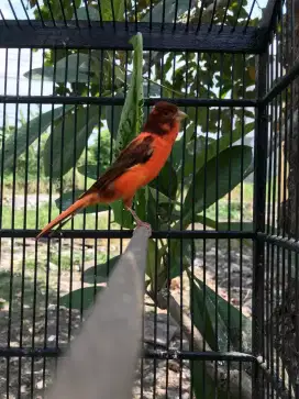 Kenari Bon merah GACOR DOR ANTI RUJI