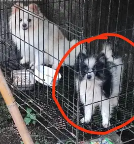 Pure Pom pejantan