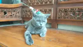 Kucing British short hair BSH
