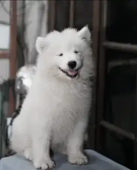 Anjing Samoyed jantan dan betina