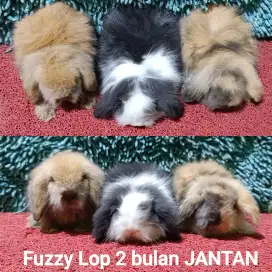Anakan Kelinci Fuzzy Lop Usia 2 Bulan
