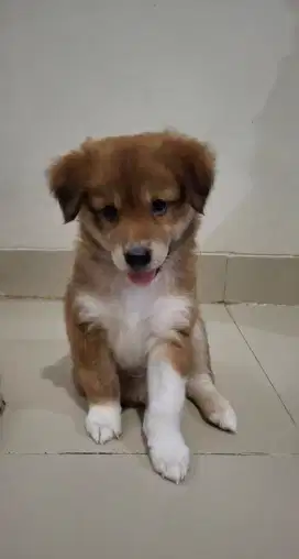 ANAKAN ANJING LABRADOR MIX KOKONI BULU LEBATT