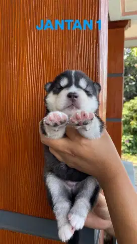 Open boking husky