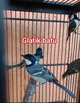 Burung Gelatik Batu