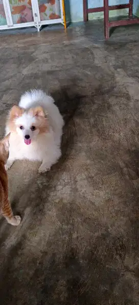 Dogyyy Mini pom...