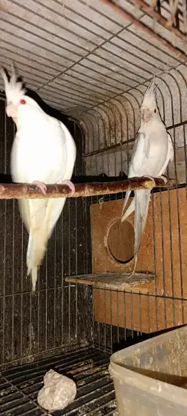 Sepasang indukan Falk Albino MM X cinamon