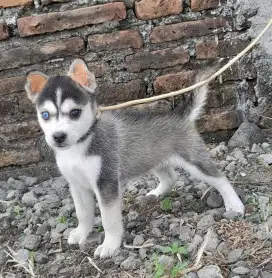 Anjing Siberian husky