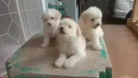 Borongan pupies maltese ( BSD)