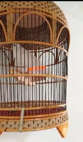 Burung puter putih albino jantan