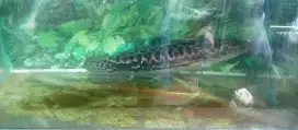 preadator chana toman