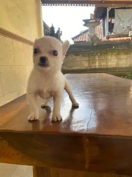 Chh betina lucu