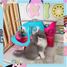 Kucing Persia Flatnose Jantan Blue Bicolor / Abu Putih