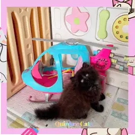 Kucing Persia Flatnose Jantan Black Solid / Hitam