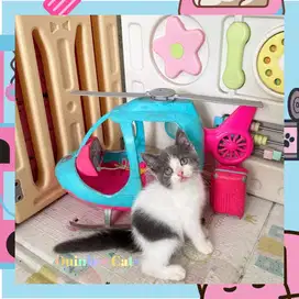 Kucing BSH x Persia Jantan Blue Harlequin / Abu Putih