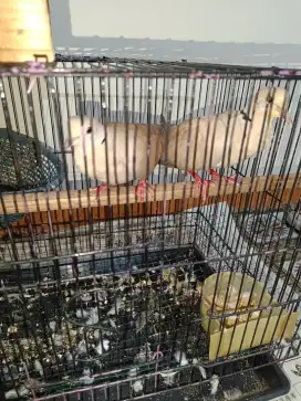 Burung puter sepasang jinak manggung tinggal nelor barter tuker tambah