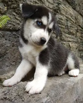 Anakan anjing mata biru siberian husky mixbreed golden istimewa