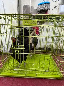 ayam kate sepasang produksi