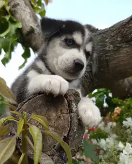 Anakan anjing mata biru siberian husky mixbreed golden retriever
