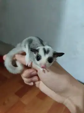 Dijual Sugar Glider Mozaik (Jantan)