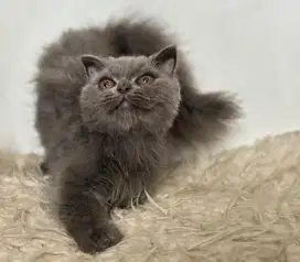 Kucing munchikin gaelic