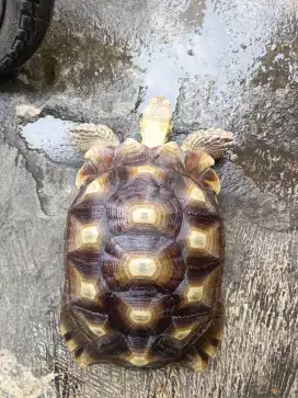 Kura kura Sulcata