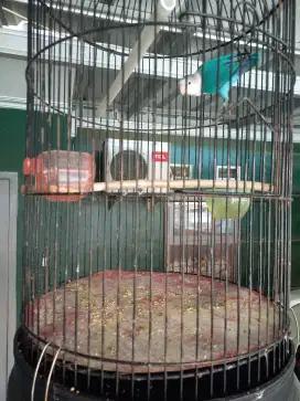 Dijual Lovebird biru