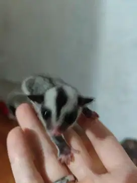 Dijual Sugar Glider White Face (Jantan)