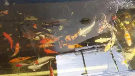 Jual Koi grade A & B